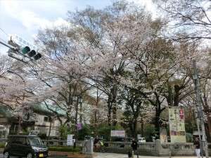 大國魂神社の桜